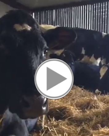 video of cows