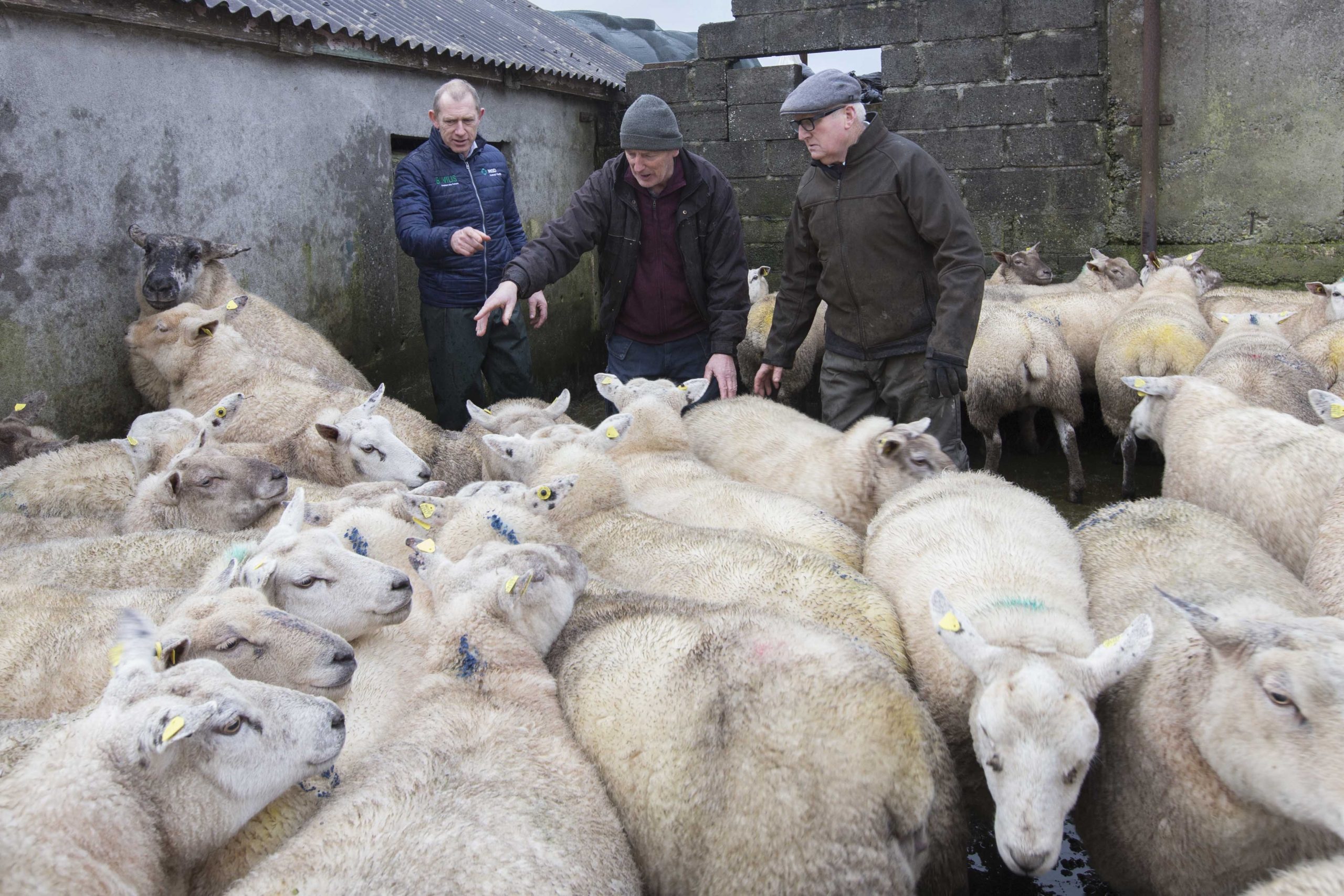 'Vaccinating my sheep against abortion gives me great peace of mind ...