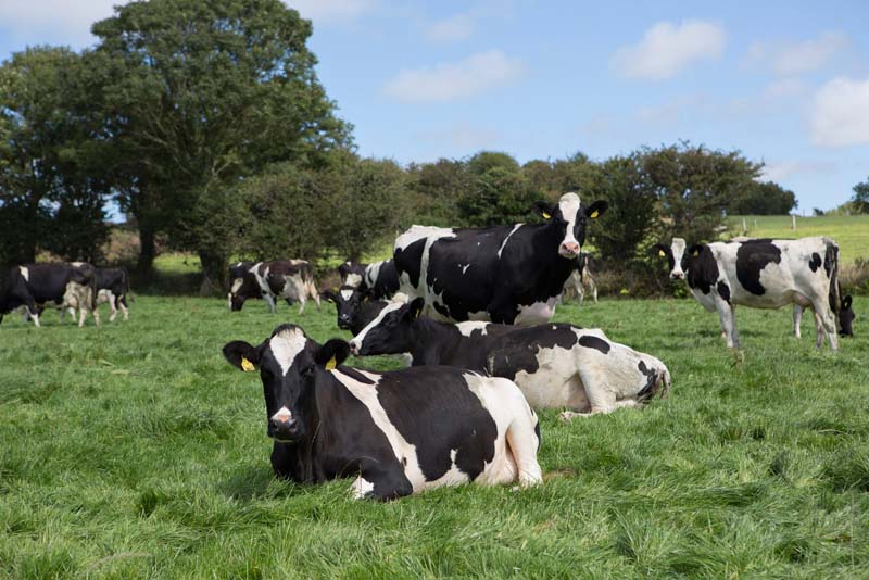 Healthy cows in pasture protected against Bovine Viral Diarrhoea