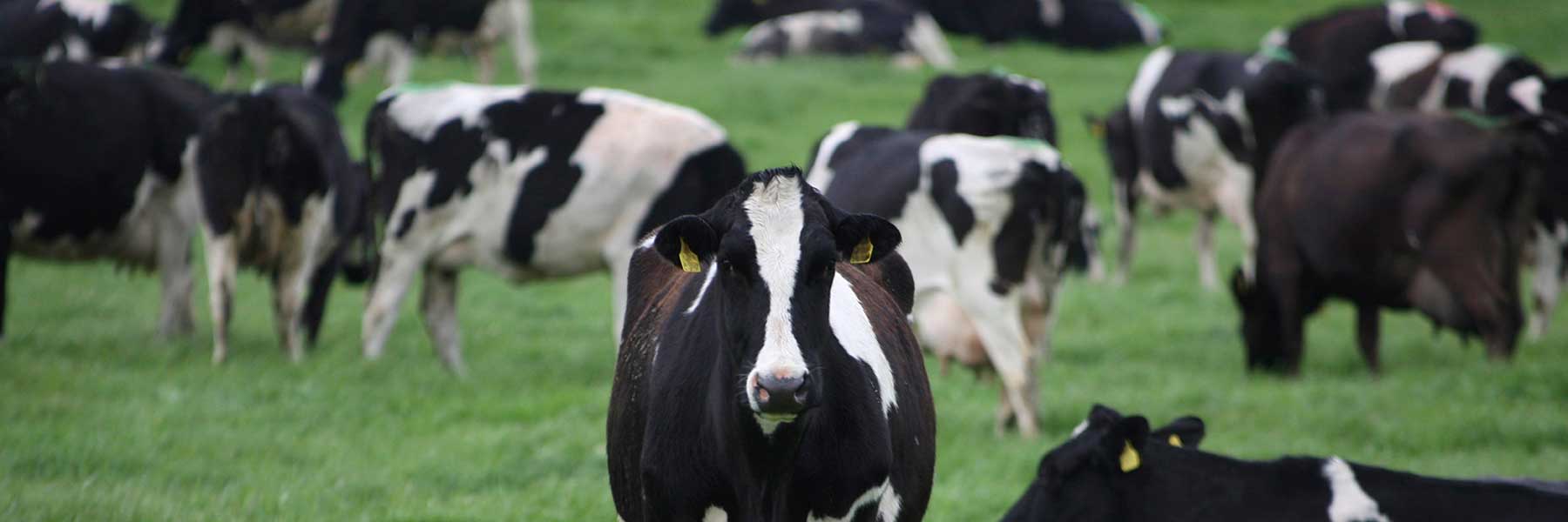 a group of cows in a field