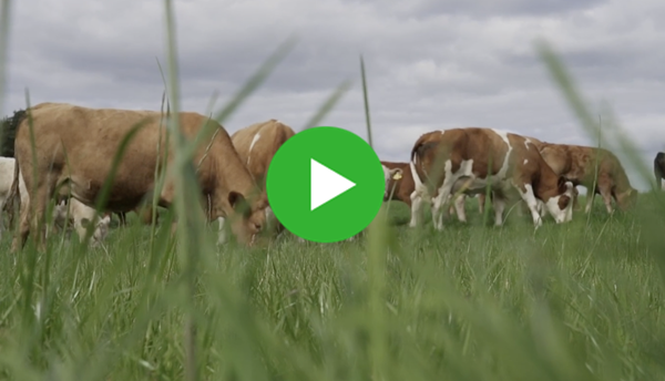 a group of cows grazing in a field