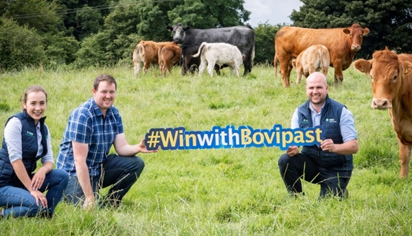 two men and a woman kneeling in a field with cows