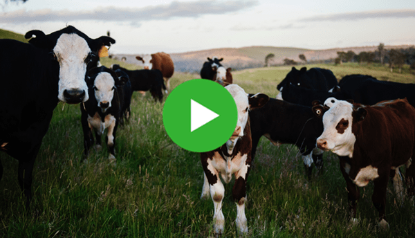 a group of cows in a field