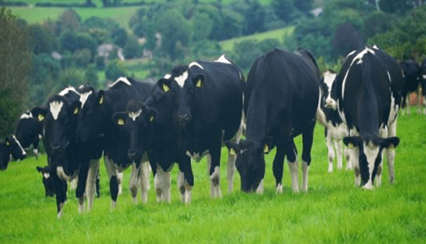 a group of cows grazing in a field msd