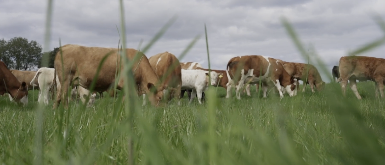 cows in field