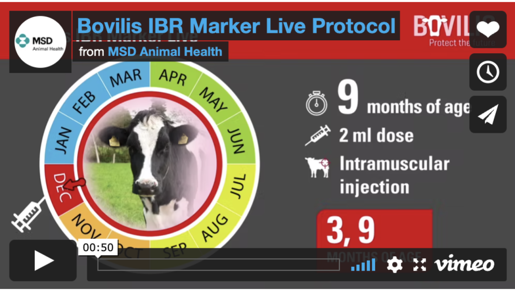 bovilis ibr marker live protocol