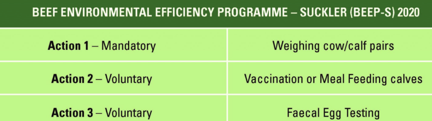 ibr vaccination program