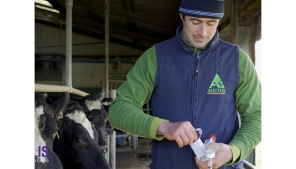 a person feeding a cow