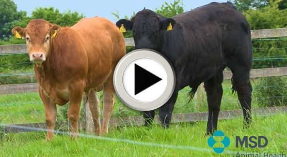 a group of cows in a fenced field