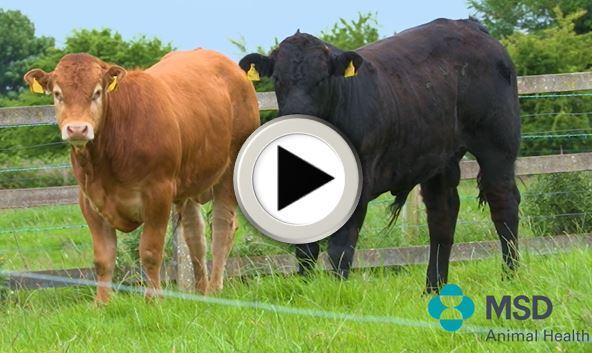 a group of cows in a fenced field