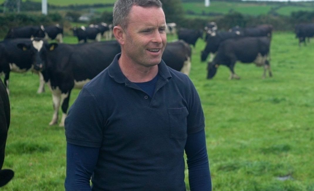 a person in a field with cows in the background