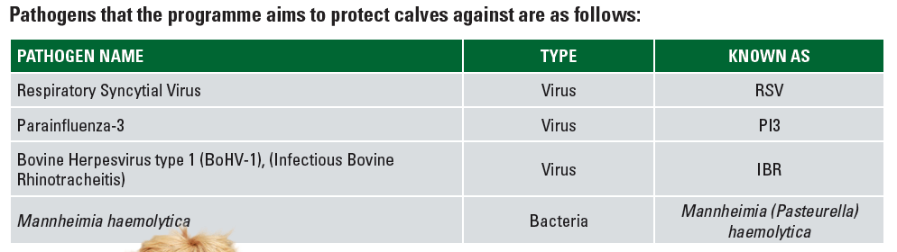 Figure 2. List of disease pathogens the programme aims to protect calves against through vaccination