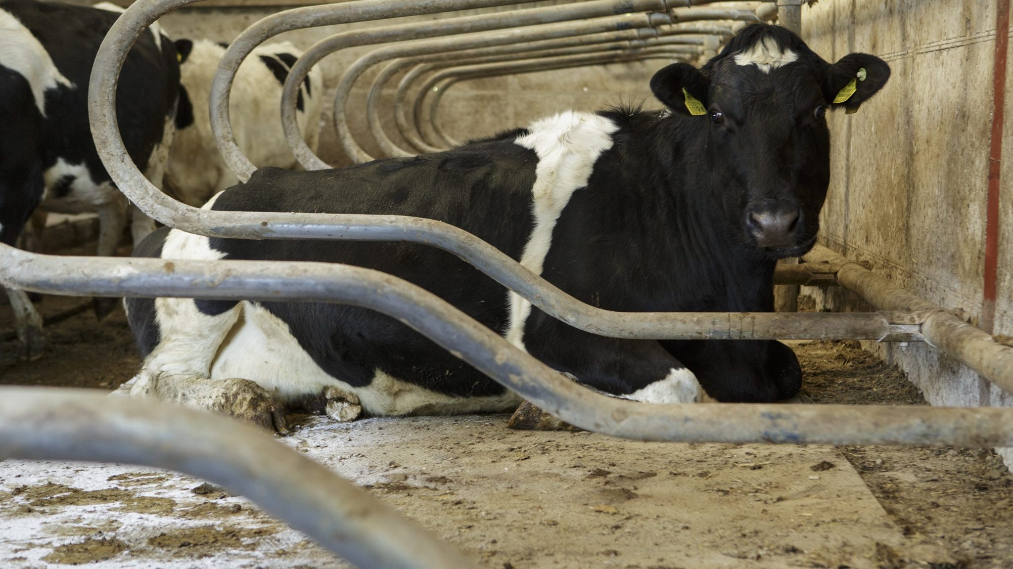 a cow lying in a pen