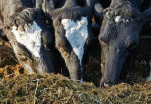 Scour prevention helped double herd size