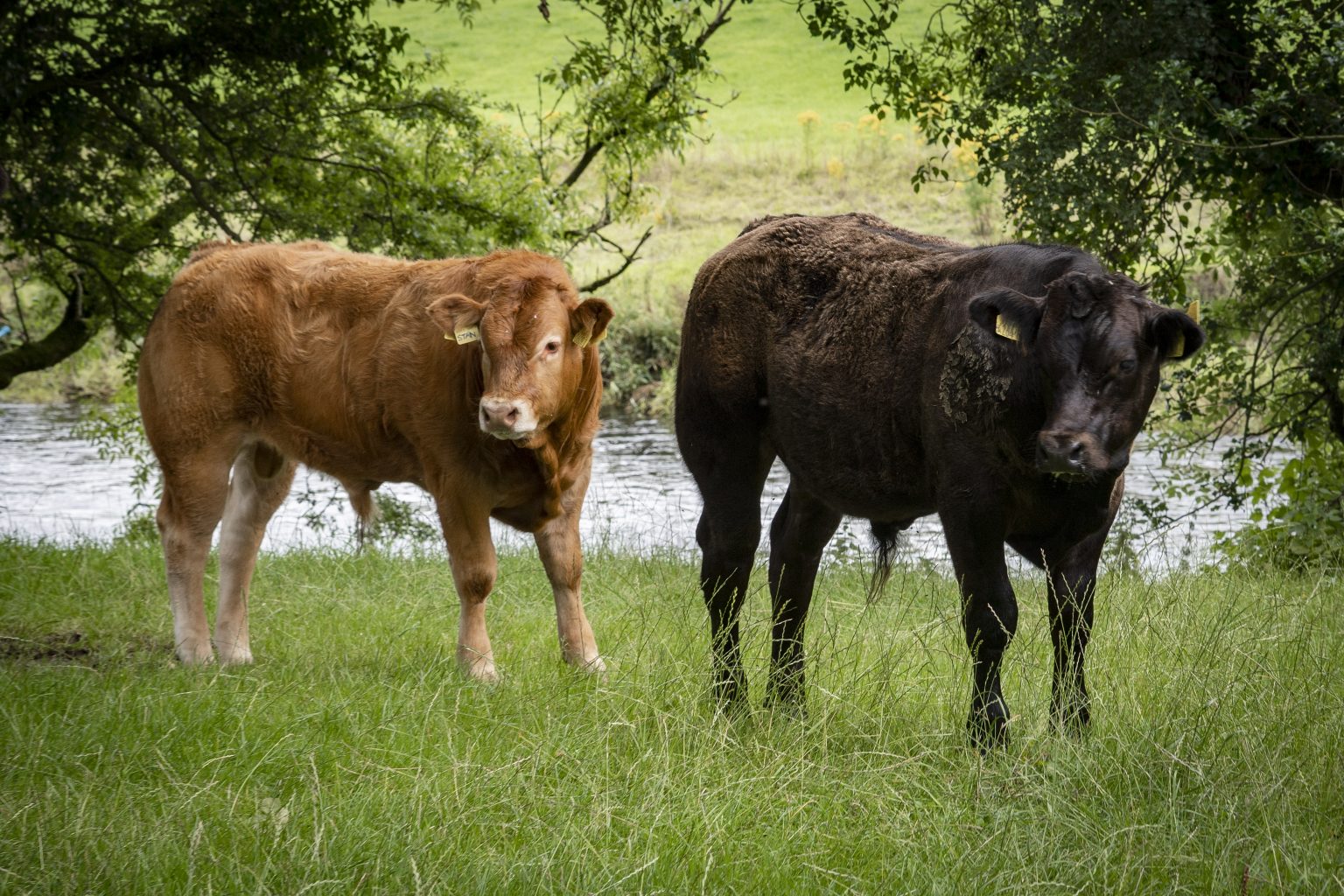 black and brown cows