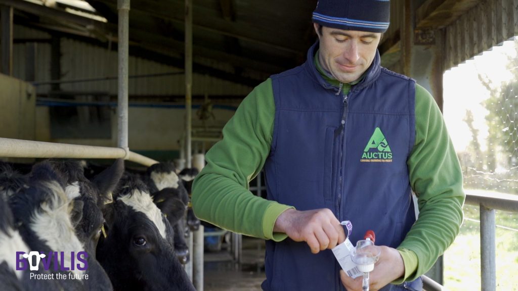 a person feeding cows in a barn