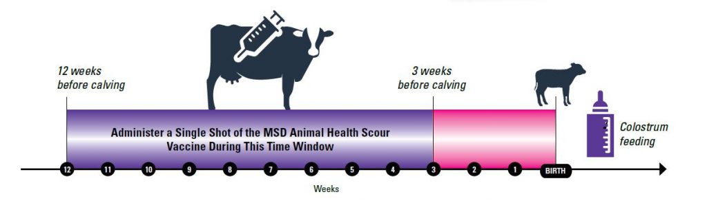 Vaccinate pregnant cows 12-3 weeks pre-calving