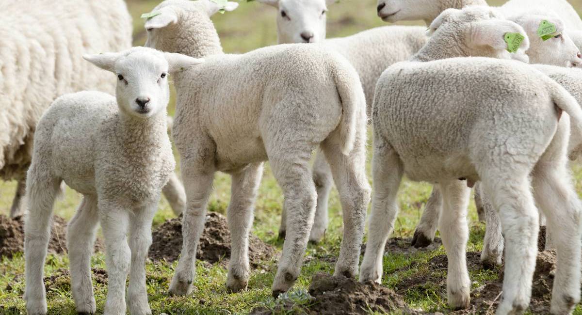 Texel lambs