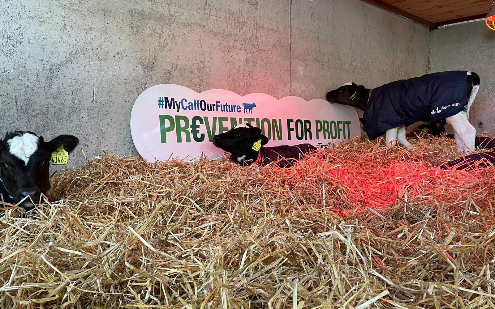 cows lying in a hay