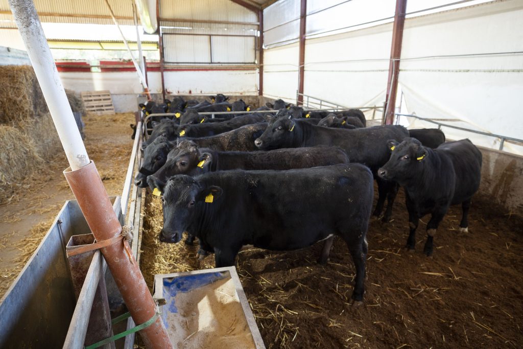 a group of cows in a barn