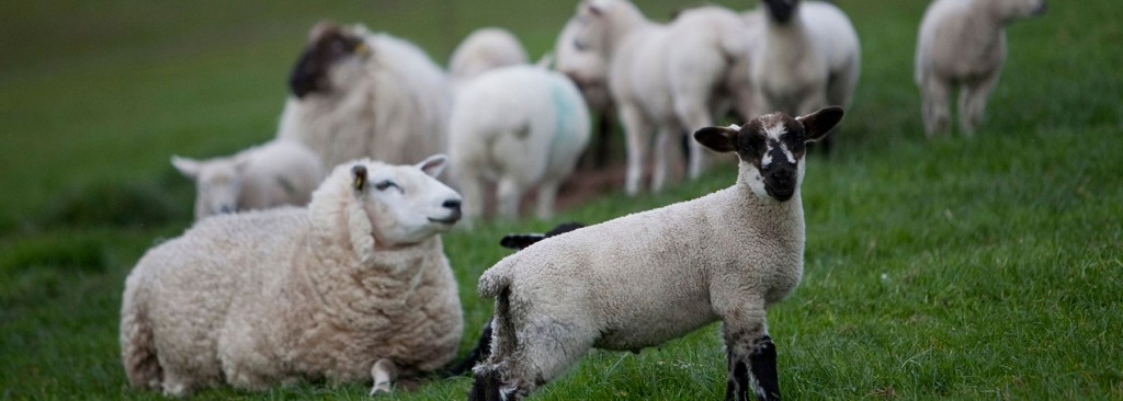 Sheep Production