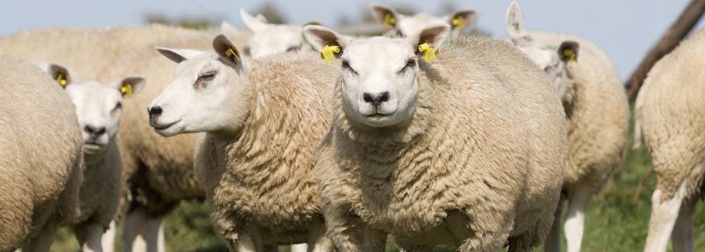 Sheep abortion article