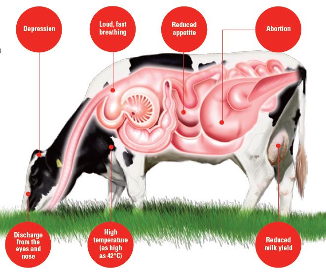 clinical infections