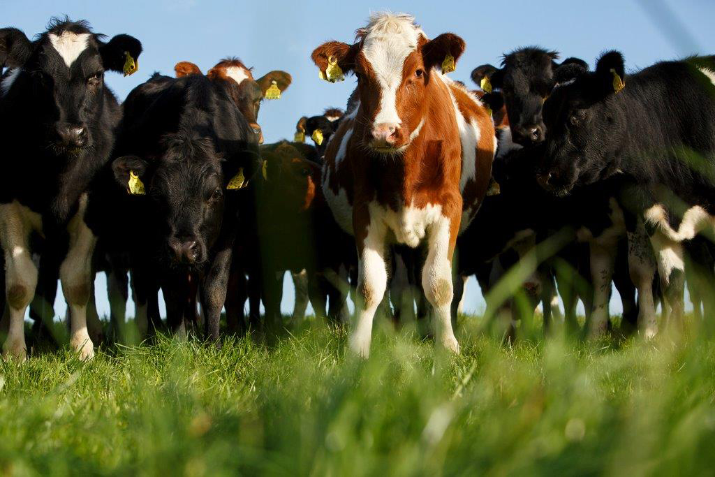 a group of cows in a field