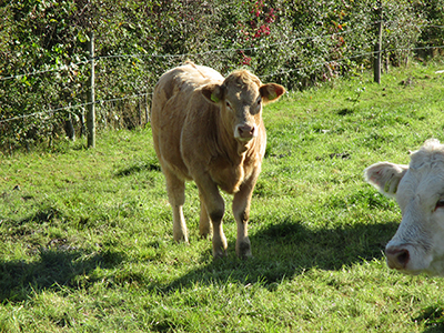 cows in a fence