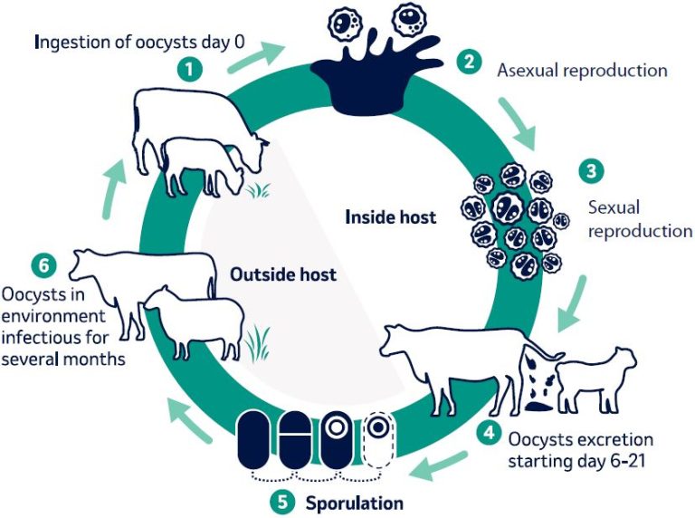 3 weeks to 6 months age cycle of coccidiosis disease