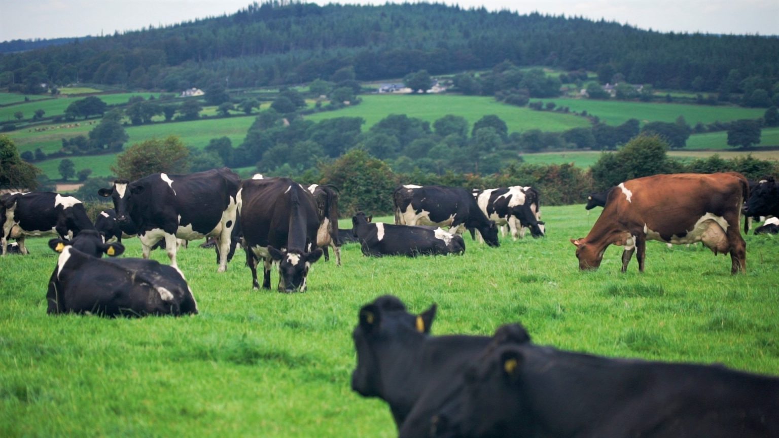 cows in the field