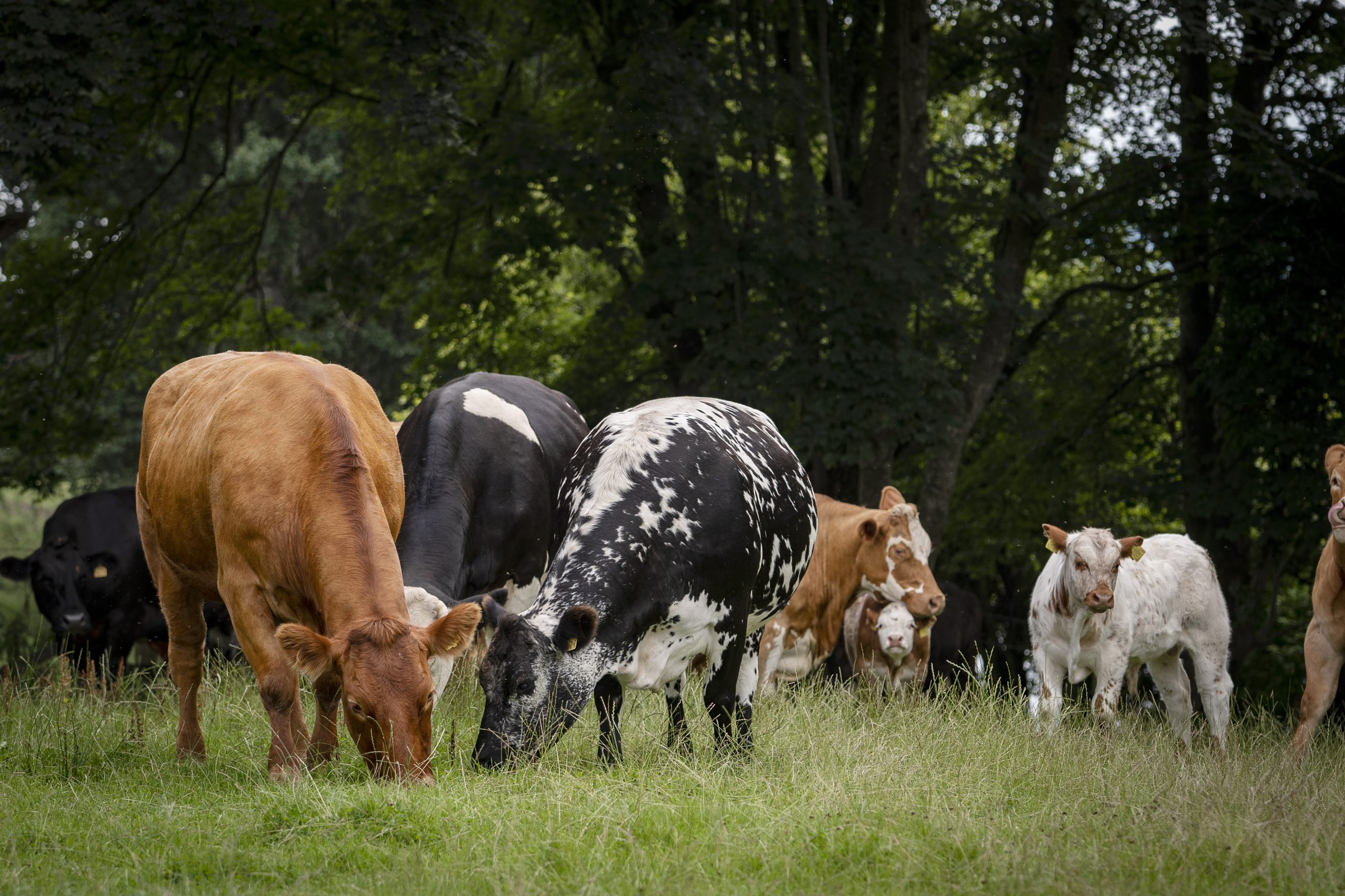 a group of cows grazing in a field