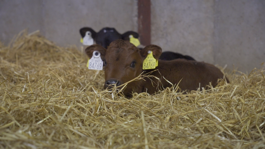 calves in a hay