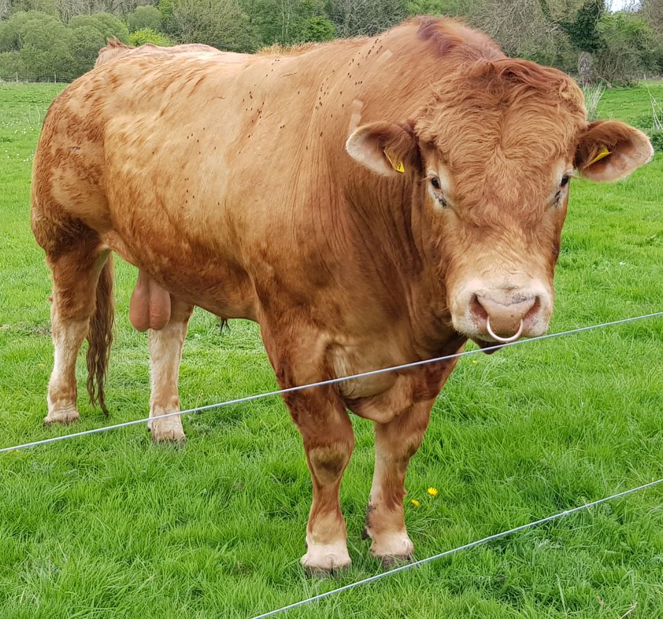 Limousin bull with flies along his upper shoulder in spring 2020