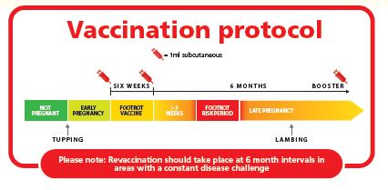 vaccination protocol