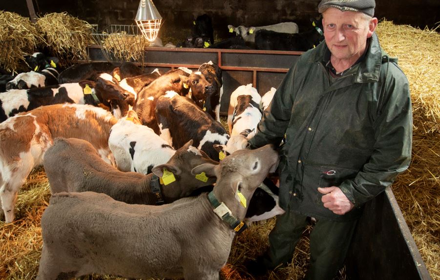 Dairy farmer, Norman Watt in a pen amongst his calves