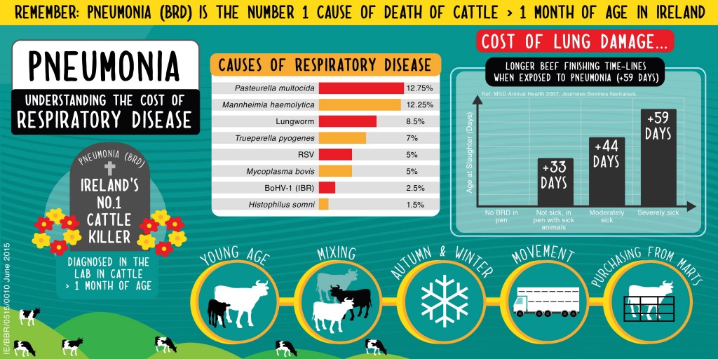 Pneumonia is the number one killer of cattle in Ireland
