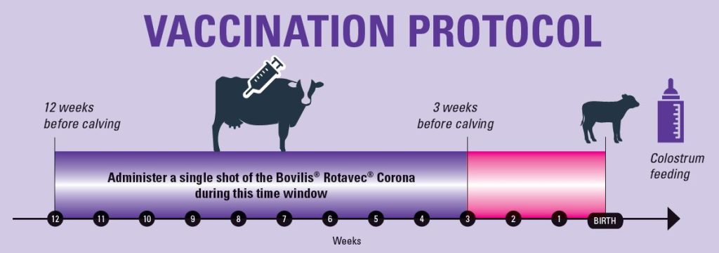 vaccination protocol