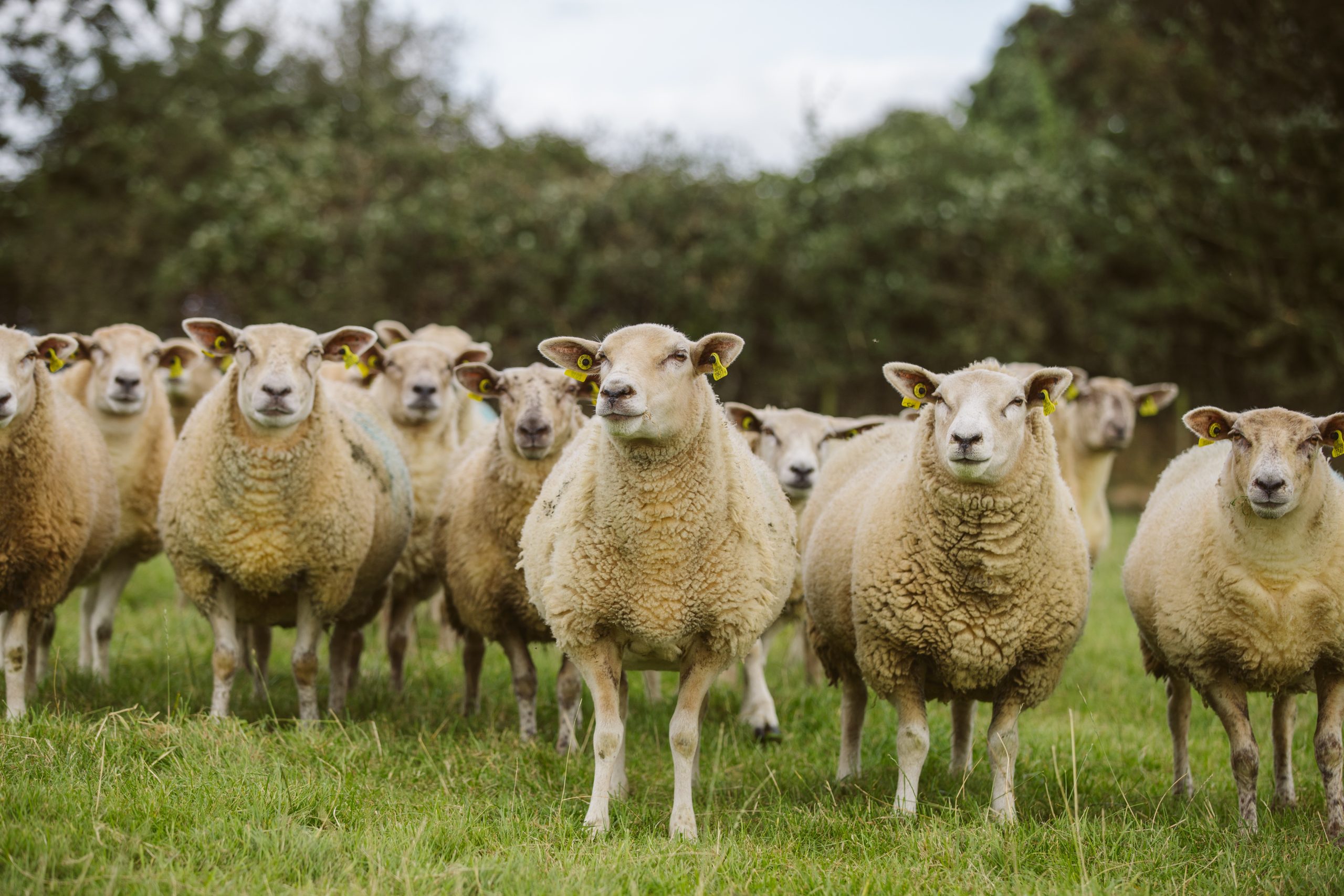 a group of sheep in a field