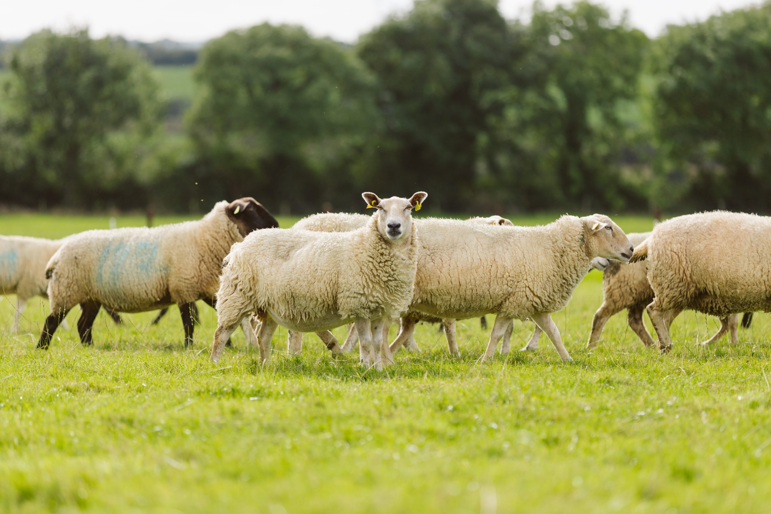 a group of sheep in a field