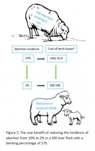 a diagram of sheep and a lamb