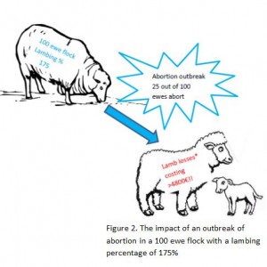 a diagram of sheep and a lamb msd