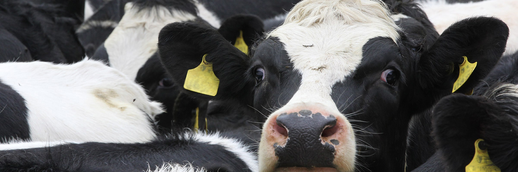 a close up of a cow's face