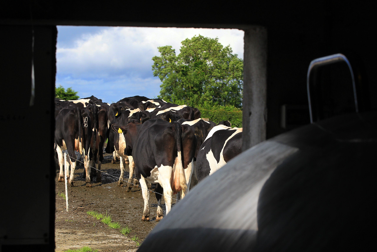 Cows coming out of parlour