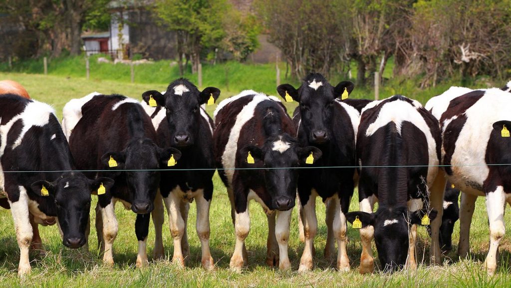 a group of cows in a field