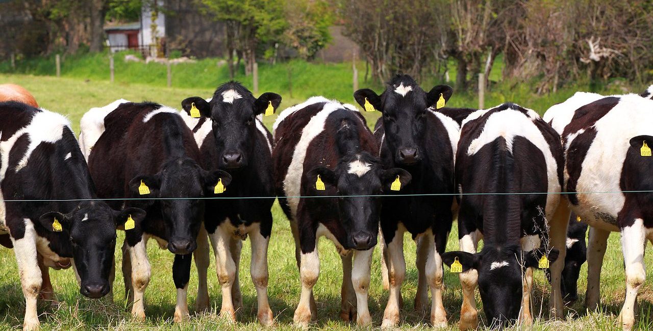 a group of cows with yellow tags on their ears