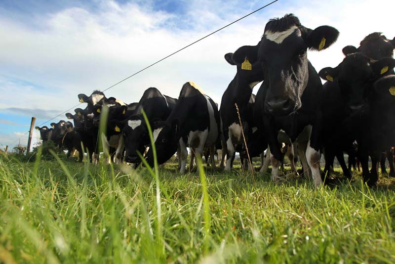 Dairy cows grazing low covers as a result of low rainfall