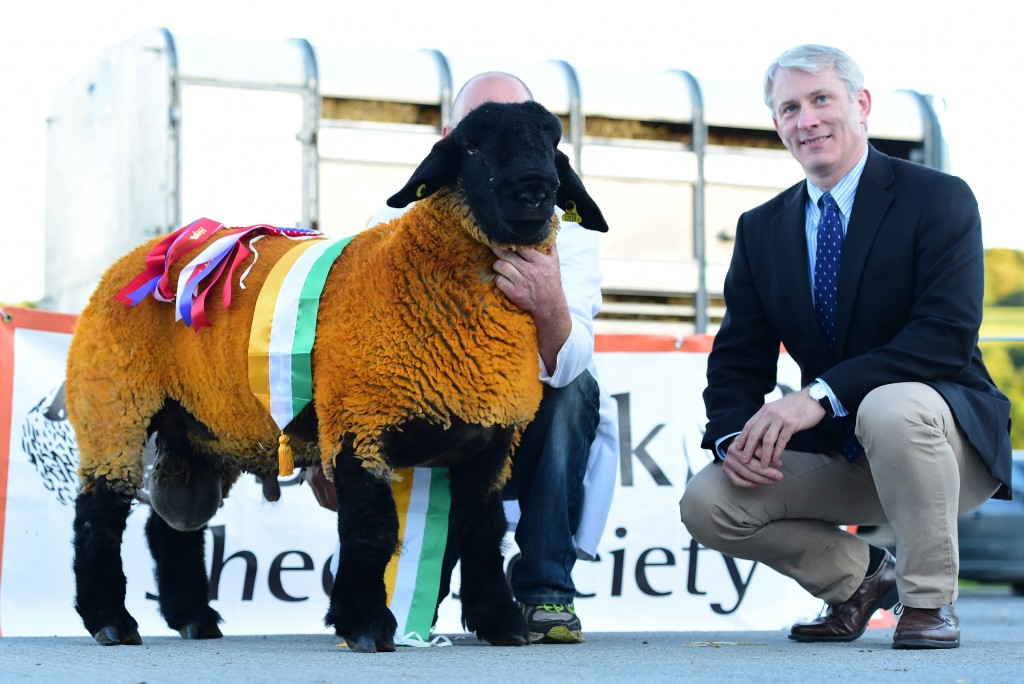 Supreme Champion  of the show winning the Novice ram lamb class, Liam McGonigle