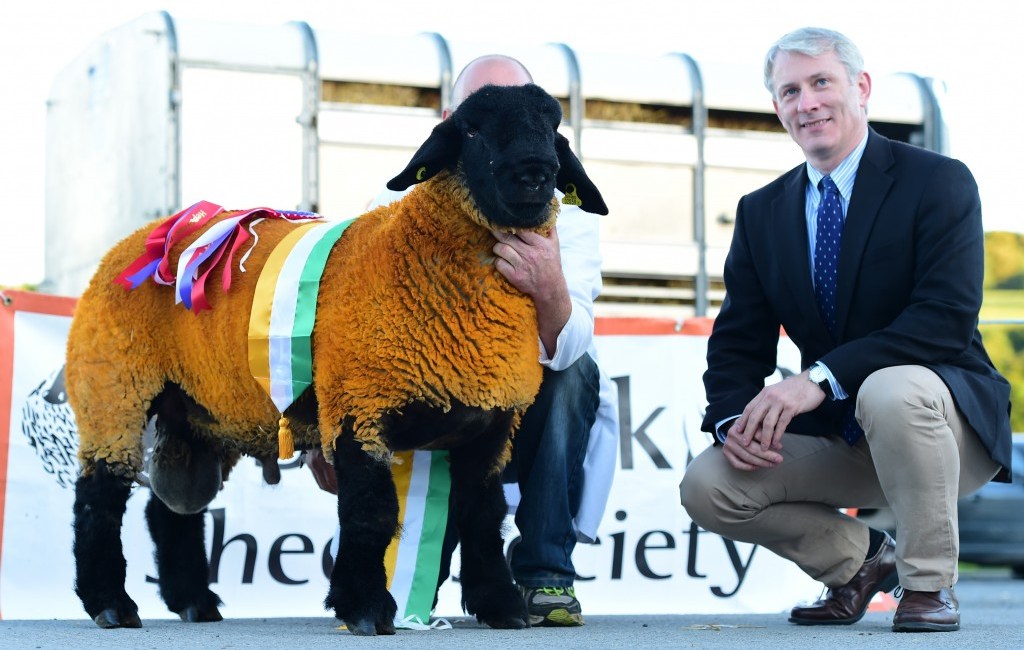 Supreme Champion of the show winning the Novice ram lamb class, Liam McGonigle
