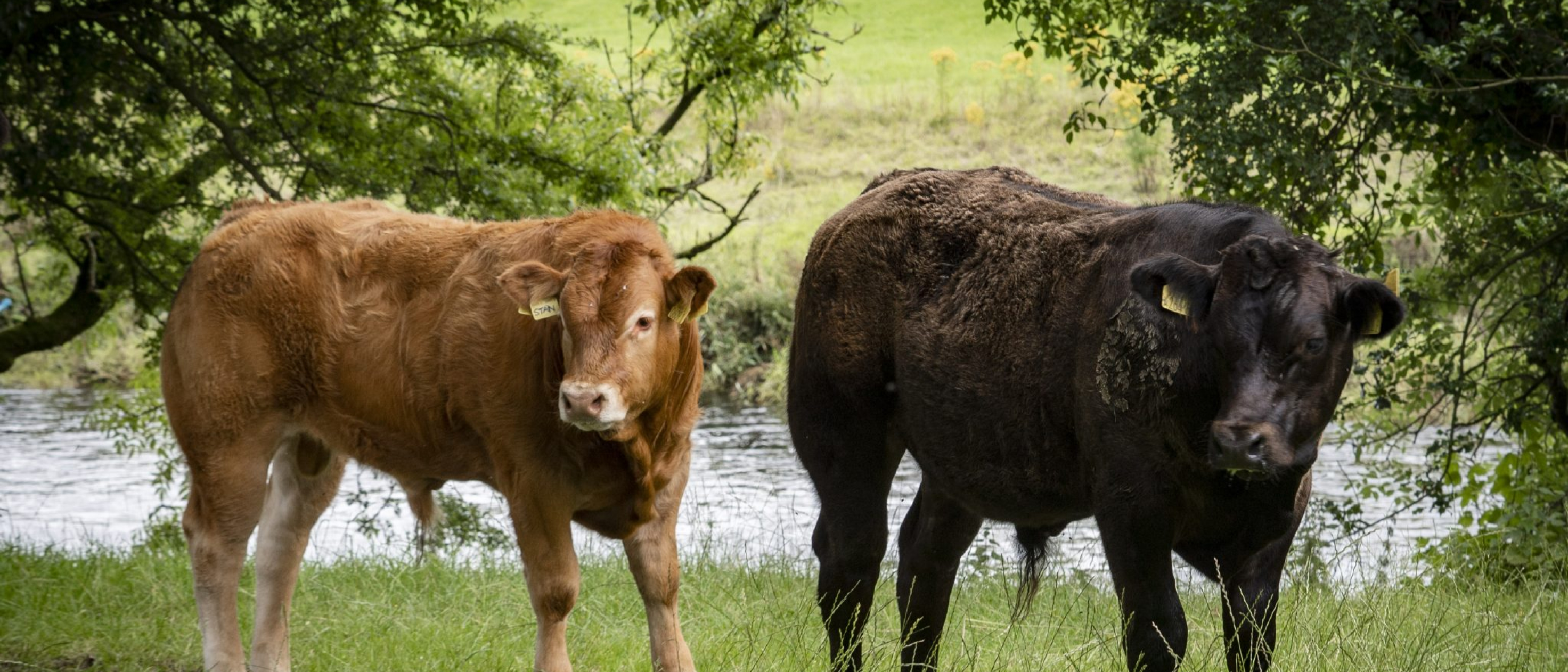 a group of cows standing in grass near a river